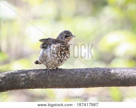 funny little chick Blackbird sitting in a tree waiting for the parents and flaps its wings