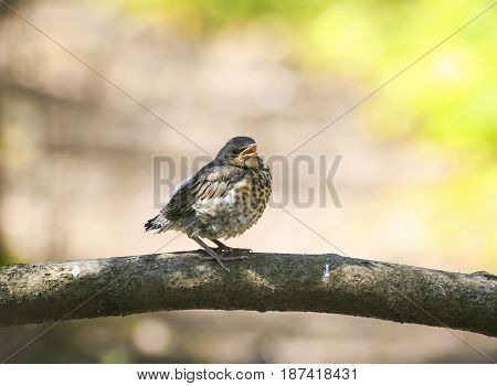 funny little bird the thrush is on the tree revealing an empty beak