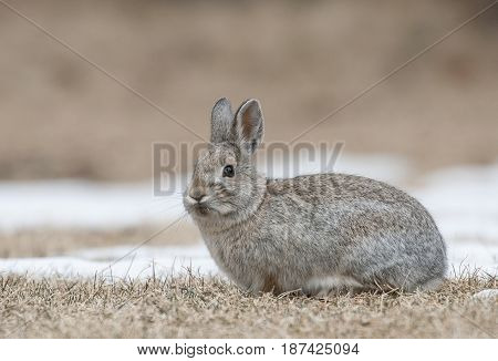 Mountain Cottontail Rabbit On Grass And Snow With Dead Grass As Forage