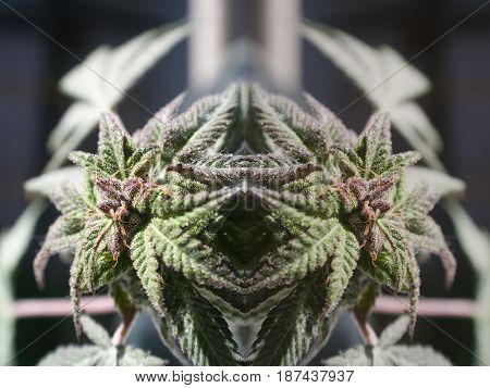 Marijuana Warrior Close Up High Quality Stock Photo