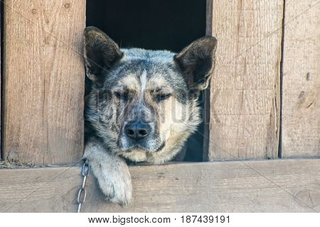 Guard Dog Sits In A Kennel Chain And Is Sad