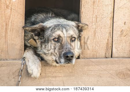 Guard Dog Sits In A Kennel Chain And Is Sad