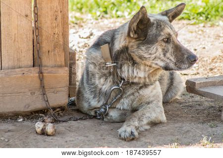 Dog On The Chain Rests In The Shade Of The Kennel.