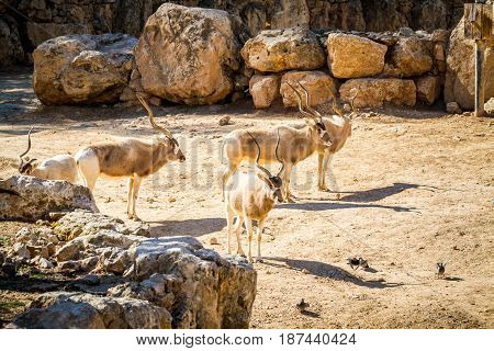 JERUSALEM ISRAEL - MAY 8: The Addax White antelope or screwhorn antelope in Biblical Zoo in Jerusalem Israel on January 23 2017