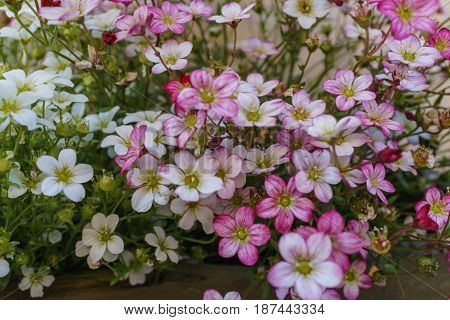 Selective focus on pink magenta and white Rockfoil and Mossy flower in small garden.