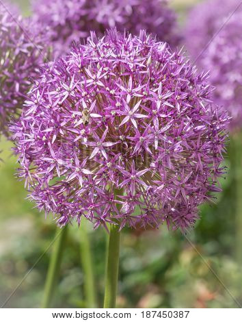 Inflorescence of Allium aflatunense Purple Sensation vertical format