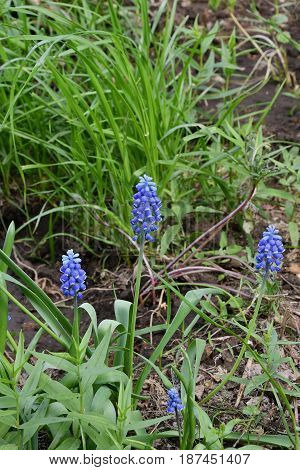 Muscari Or Mouse Hyacinth (muscari Neglectum)