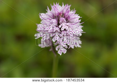 Flower of a three-toothed orchid (Neotinea tridentata) a wild orchid in Europe.