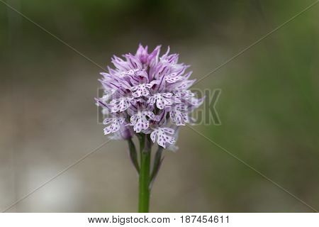 Flower of a three-toothed orchid (Neotinea tridentata) a wild orchid in Europe.