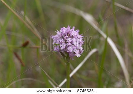Flower of a three-toothed orchid (Neotinea tridentata) a wild orchid in Europe.