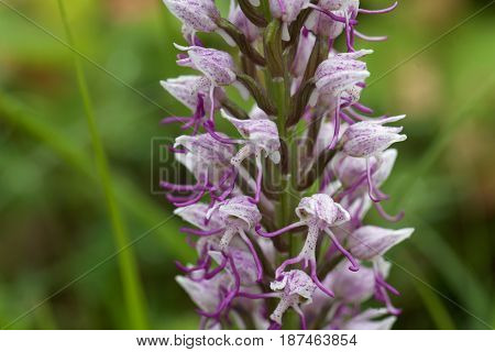 Flower of the Monkey orchid (Orchis simia) a wild orchid in Europe.