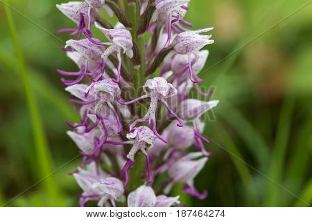 Flower of the Monkey orchid (Orchis simia) a wild orchid in Europe.