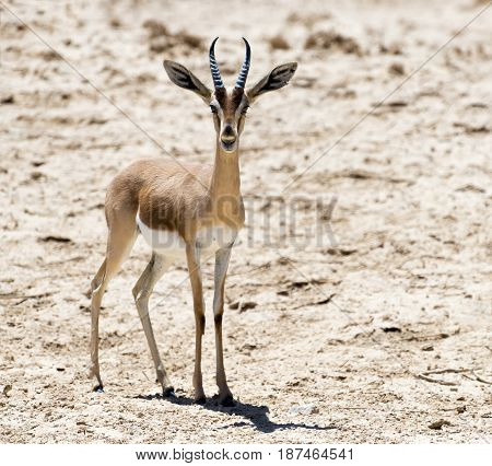 Dorcas gazelle (Gazella dorcas) inhabits desert areas of Africa and Middle East