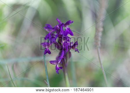 Flower of a green-winged orchid (Anacamptis morio) a wild orchid in Europe.