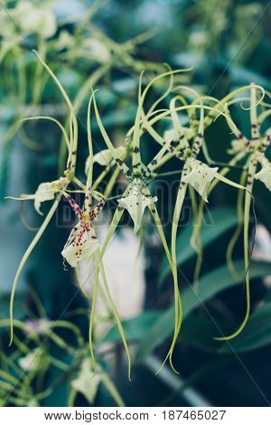 Exotic green brassia rex orchid. Orchid Brassia verrucosa on a natural background