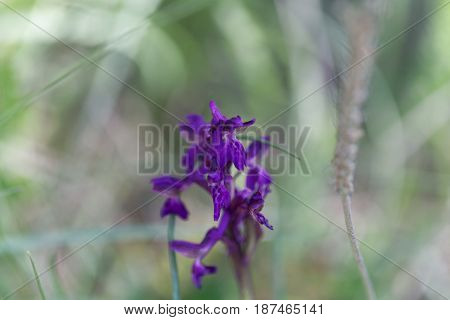 Flower of a green-winged orchid (Anacamptis morio) a wild orchid in Europe.