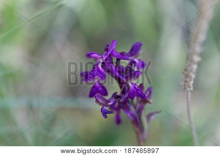 Flower of a green-winged orchid (Anacamptis morio) a wild orchid in Europe.
