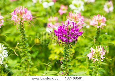 Capparaceae Flower