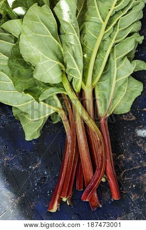 Rhubarb On A Dark Background