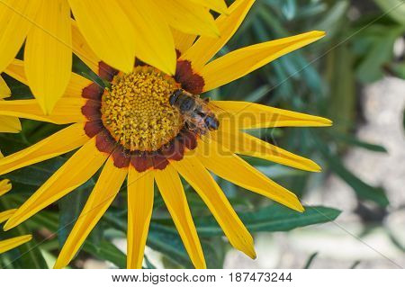 bee on yellow garzania in the garden