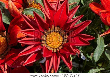 Garzania Flower In Bloom In The Garden In Spring
