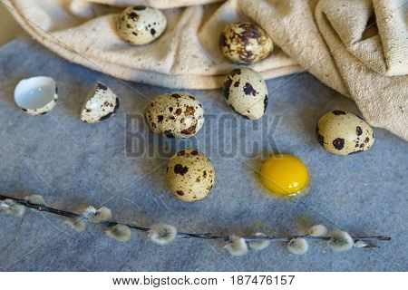 Easter stillife with quail eggs and willow branch on blue background