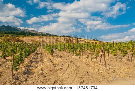 Landscape with rows of young vineyards in Crimean mountains at fall season