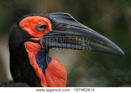 Southern ground hornbill (Bucorvus leadbeateri).