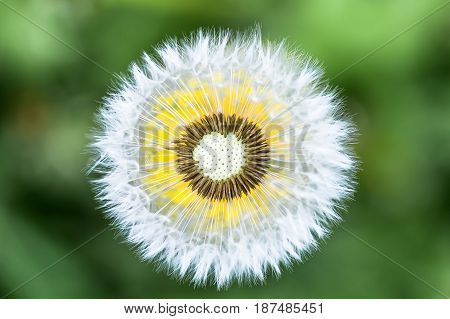 Photo of a dandelion Leontodon closeup on a sunny summer day