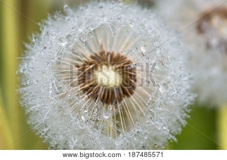 Drops of dew formed in the summer morning on the fuzz of a dandelion flower leontodon