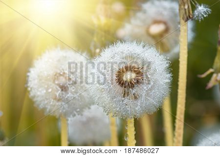 Drops of dew formed in the summer morning on the fuzz of a dandelion flower leontodon