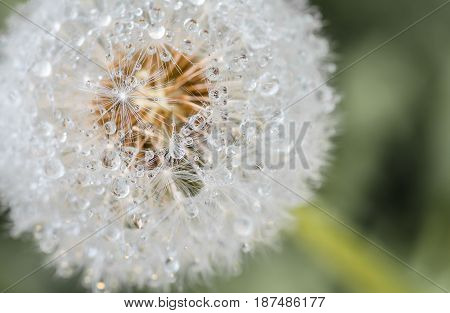 Drops of dew formed in the summer morning on the fuzz of a dandelion flower leontodon