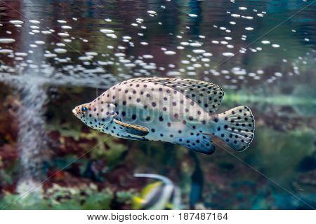Leopard grouper in the aquarium. Cromileptes altivelis, Chromileptes altivelis, Epinephelus, Serranidae.