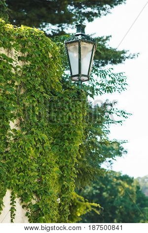 Night Street Lamp Overgrown With Green Ivy
