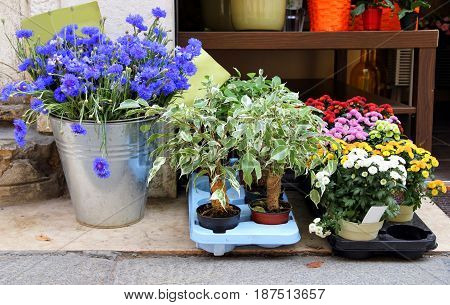 Travel to Verona Italy. The colorful flowers in a pot on the streets market.