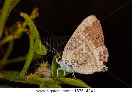 Lycaenidae Sitting On A Plant Macro Photo