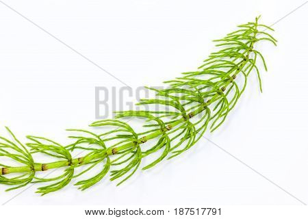 Vulnerary Plants