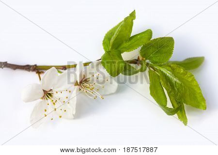 Vulnerary Plants