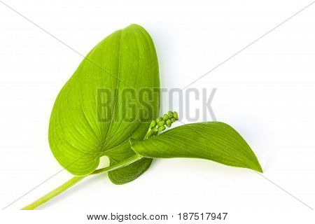 Vulnerary Plants