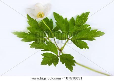 Vulnerary Plants