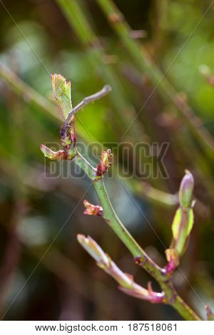 Vulnerary Plants