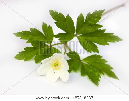 Vulnerary Plants