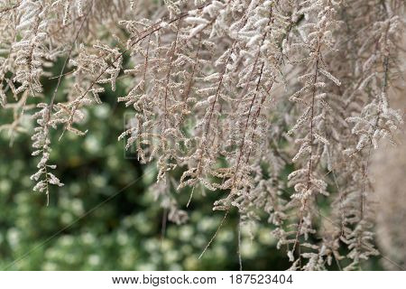 Flowers of a French tamarisk tree (Tamarix gallica)