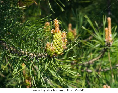 Young pine pinus pollen strobili and shoots macro selective focus shallow DOF.