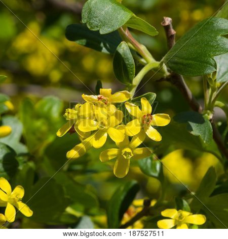 Buffalo or Golden currant Ribes aureum flowers close-up with bokeh background selective focus shallow DOF.