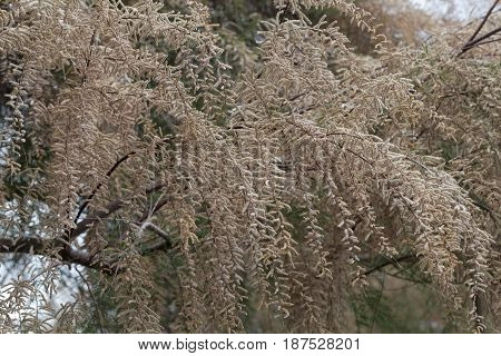 Flowers of a French tamarisk tree (Tamarix gallica)