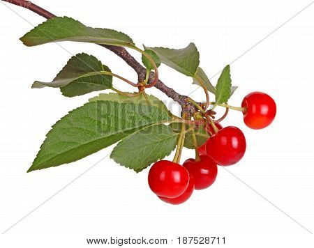 Branch with several leaves and ripe red fresh fruits of sour cherry (Prunus cerasus) isolated against a white background