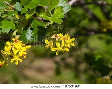 Buffalo or Golden currant Ribes aureum flowers close-up with bokeh background selective focus shallow DOF.