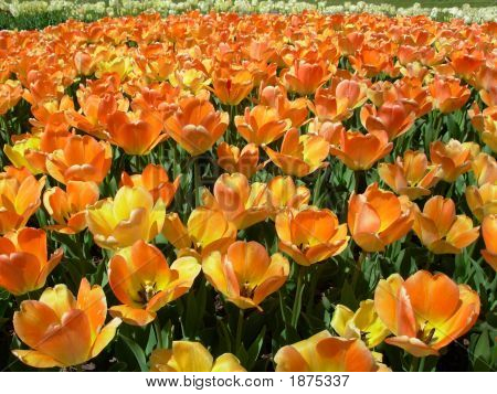 100 Pomarańczowe i żółte tulipany