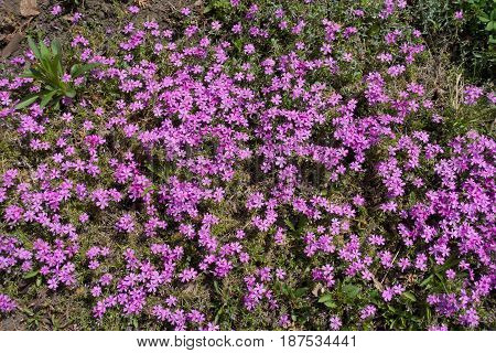 Flowering Cushion Of Phlox Subulata In Spring